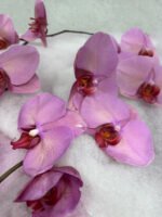 Elegance in Orchids - Image 3